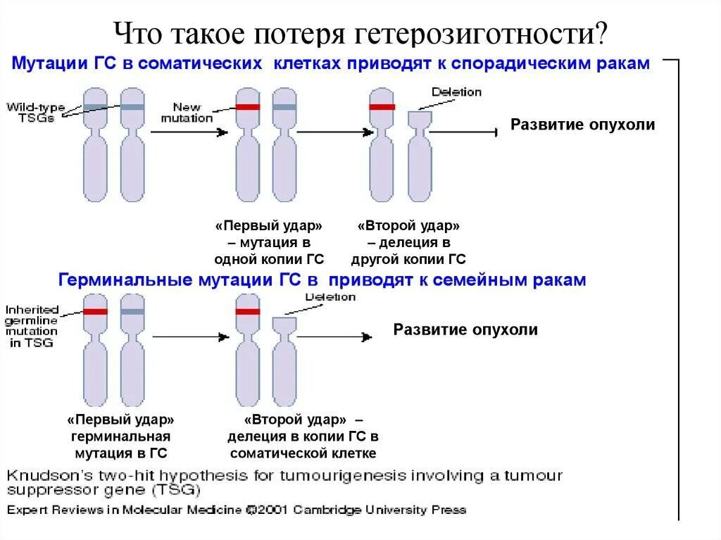 Гетерозиготная мутация Гена. Компаунд гетерозигота. Потеря гетерозиготности. Обнаружена гетерозиготная мутация. Гетерозигота что это