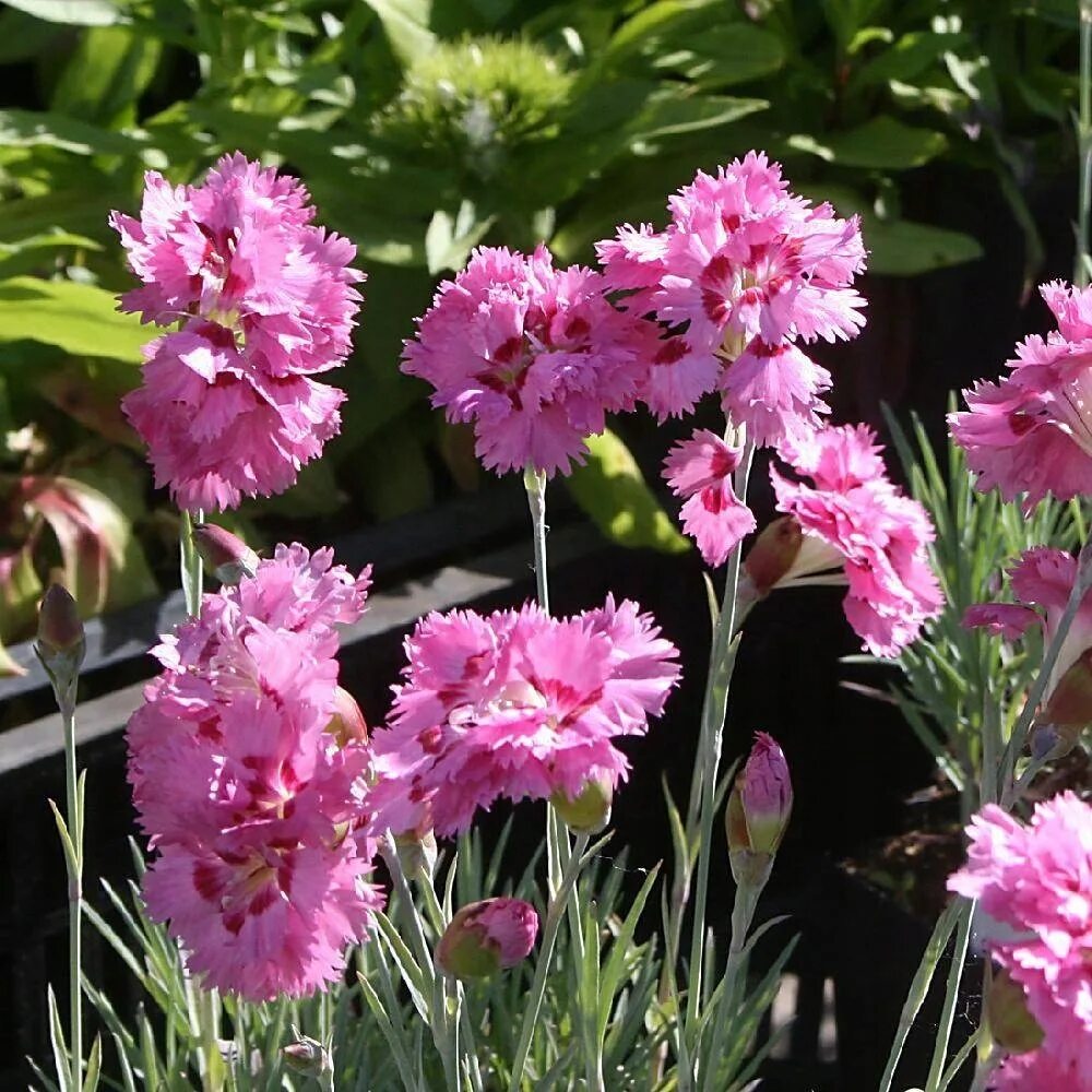 Саженцы гвоздики. Гвоздика перистая Мэгги. Dianthus plumarius 'Maggie'. Гвоздика перистая Maggie.