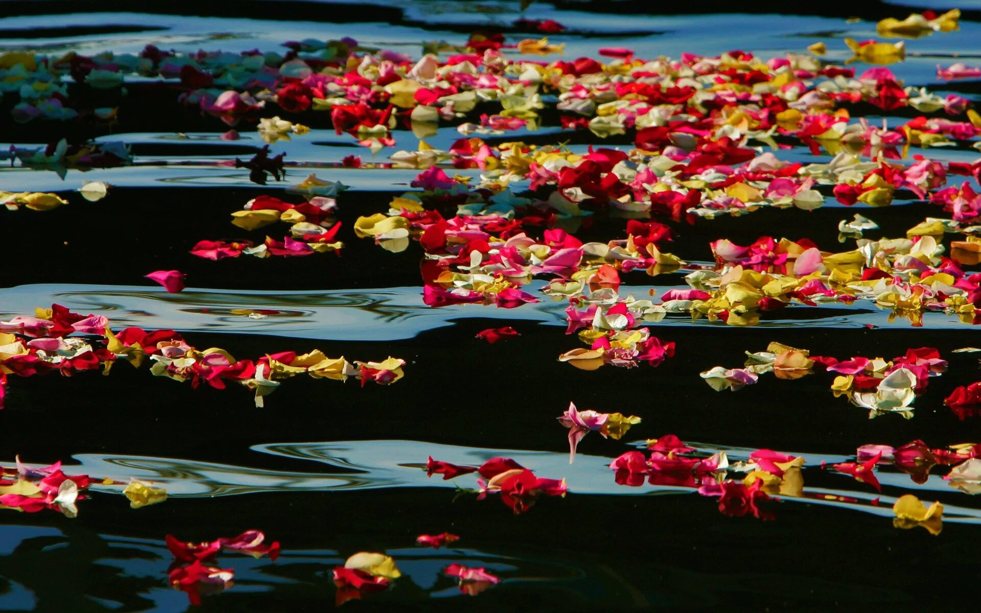 Цветы на воде. Море цветов. Лепестки роз. Море роз.