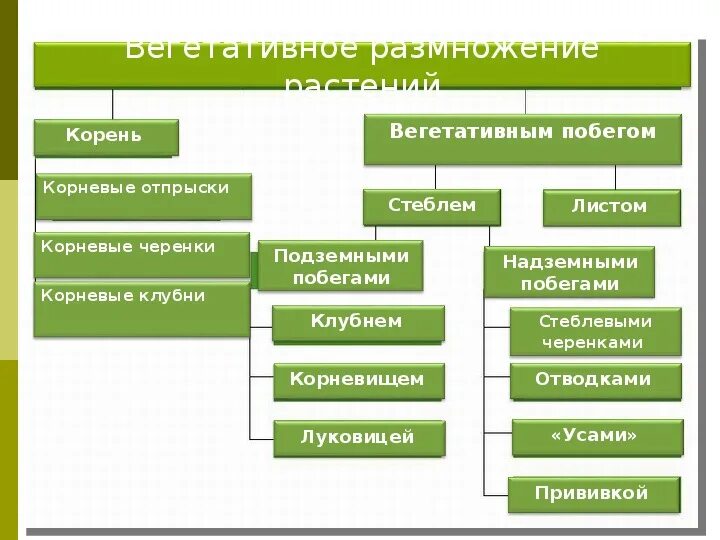 Сообщение значение вегетативного размножения