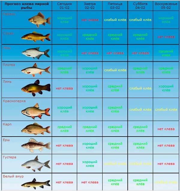 Прогноз клева в калининградской области. Прогноз клева. Клев рыбы. Таблица рыболова. Прогноз клёва рыбы.