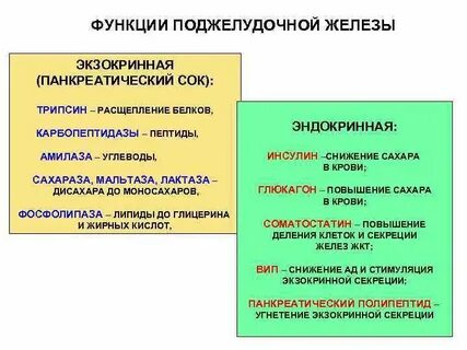 Функции белка инсулина поджелудочной железы