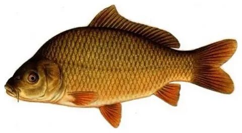 Орыс әуесқой лесбиянка порно