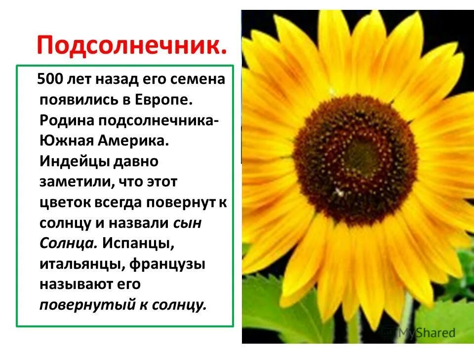 Подсолнух текст описание