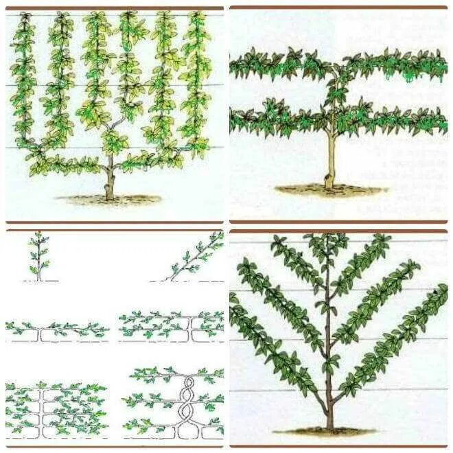 Яблони с кроной Пальметте. Груша Пальметта. Формировка яблони Пальметта. Формирование пальметты у плодовых деревьев.