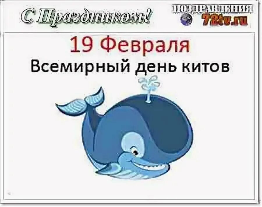 19 февраля день чего. Всемирный день морских млекопитающих 19 февраля. всемирный день китов. день кита 19 февраля. 19 февраля день китов и дельфинов.