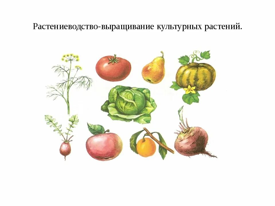 Рисунок дикорастущего и культурного растения. Культурное растение рисунок. Культурные растения для дошкольников. Культурные растения рисовать. Культурные растения нарисовать