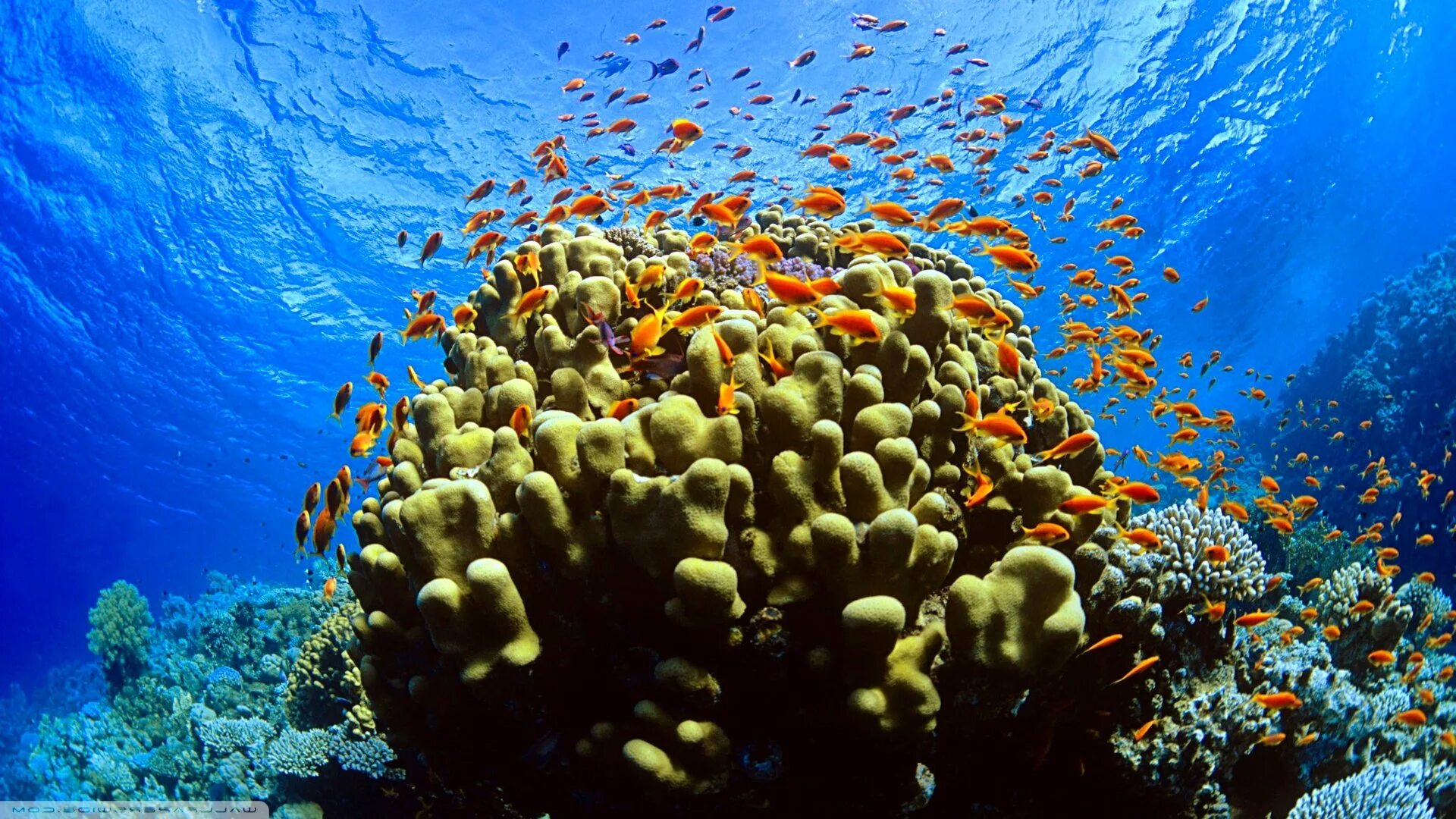 Underwater coral. Рас Мохаммед риф. Коралловый риф рас Мухаммед. Морской парк на рифах Туббатаха. Национальный парк рас-Мохаммед Египет.