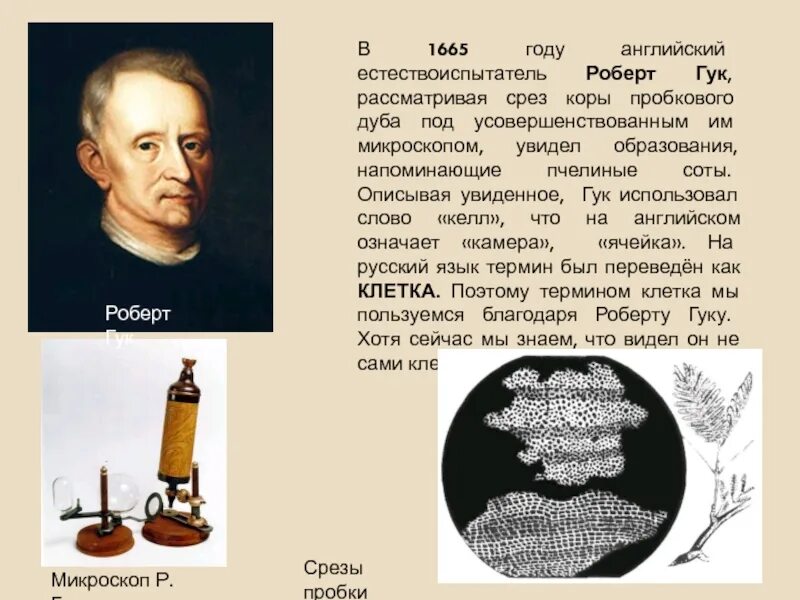 Сообщение о гуке. Сообщение о гуке