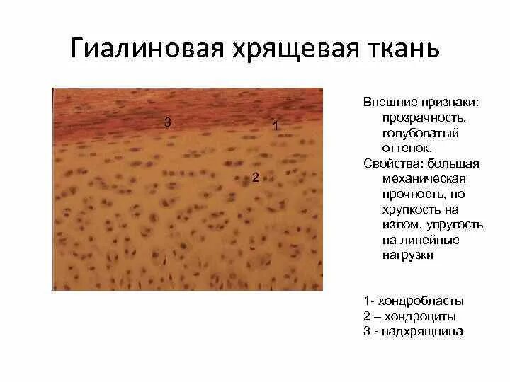 Гиалиновый хрящ функции. Гиалиновый хрящ функции