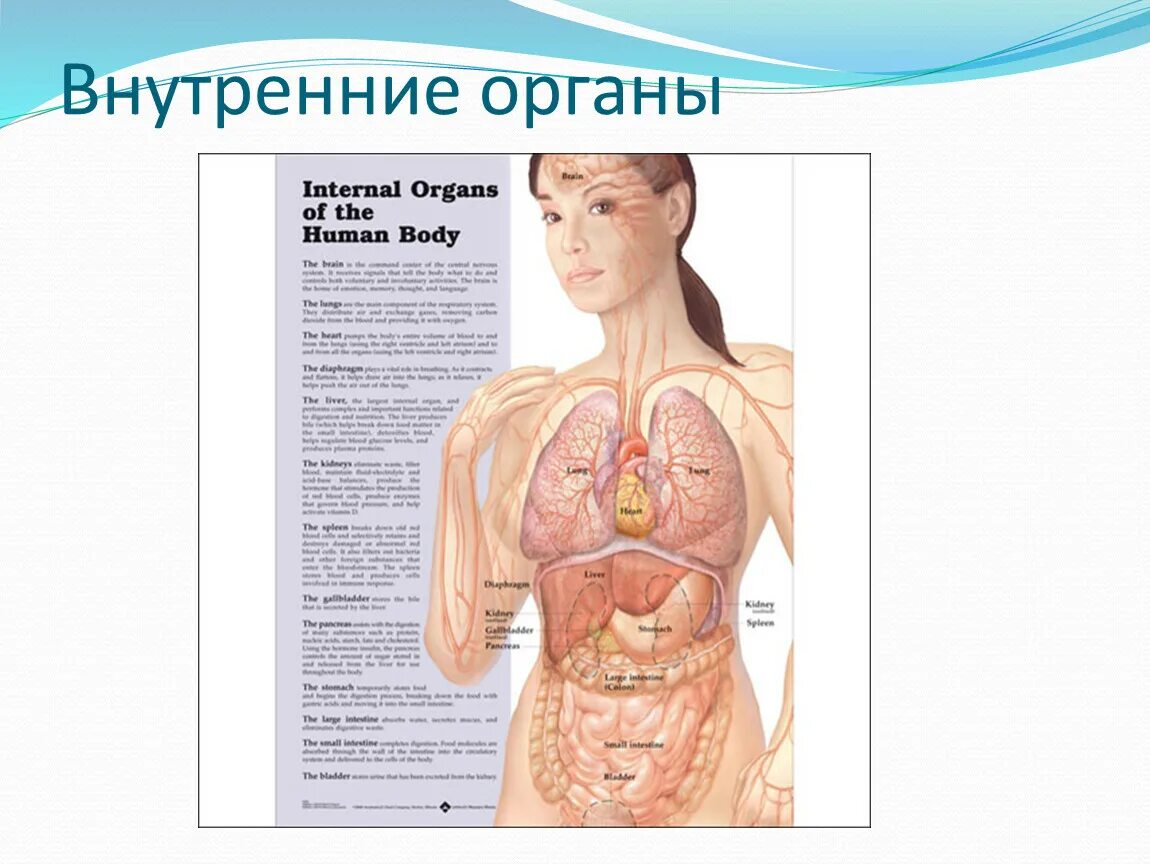 Структура органов человека. Строение человека внутренние органы. Схема внутренних органов. Анатомия человека внутренние органы в картинках. Строение внутренних органов человека с описанием.
