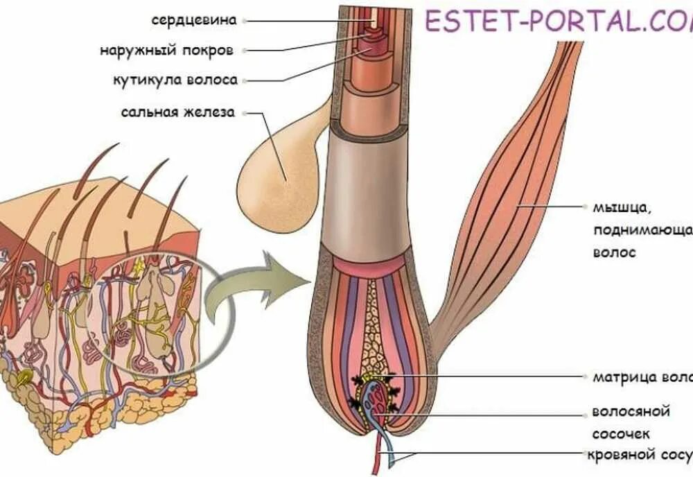 Волосяной фолликул и луковица. Волос стержень и корень волосяной фолликул. Строение волосяной луковицы. Строение фолликула волоса.