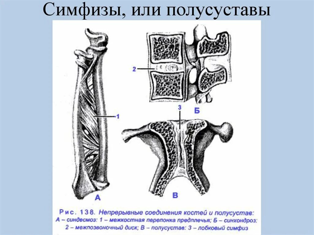 2 кости и их соединения. Симфиз непрерывный соединение костей. Полусуставы симфизы. Полусуставы соединения костей. Соединения костей непрерывные прерывные симфизы.