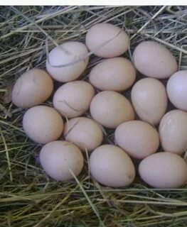Сколько сидят на яйцах цесарки дней