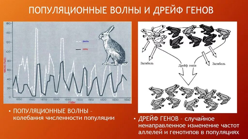 Популяционные волны, "волны жизни"(с. с. Четвериков) -. Популяционные волны и дрейф генов. Волны жизни и дрейф генов. Волны жизни популяционные волны.