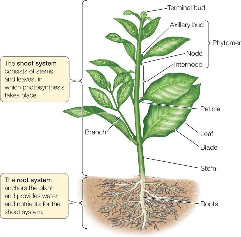 Shoot Plant. Тело растения. Plant Organs. Органы растения оливы.