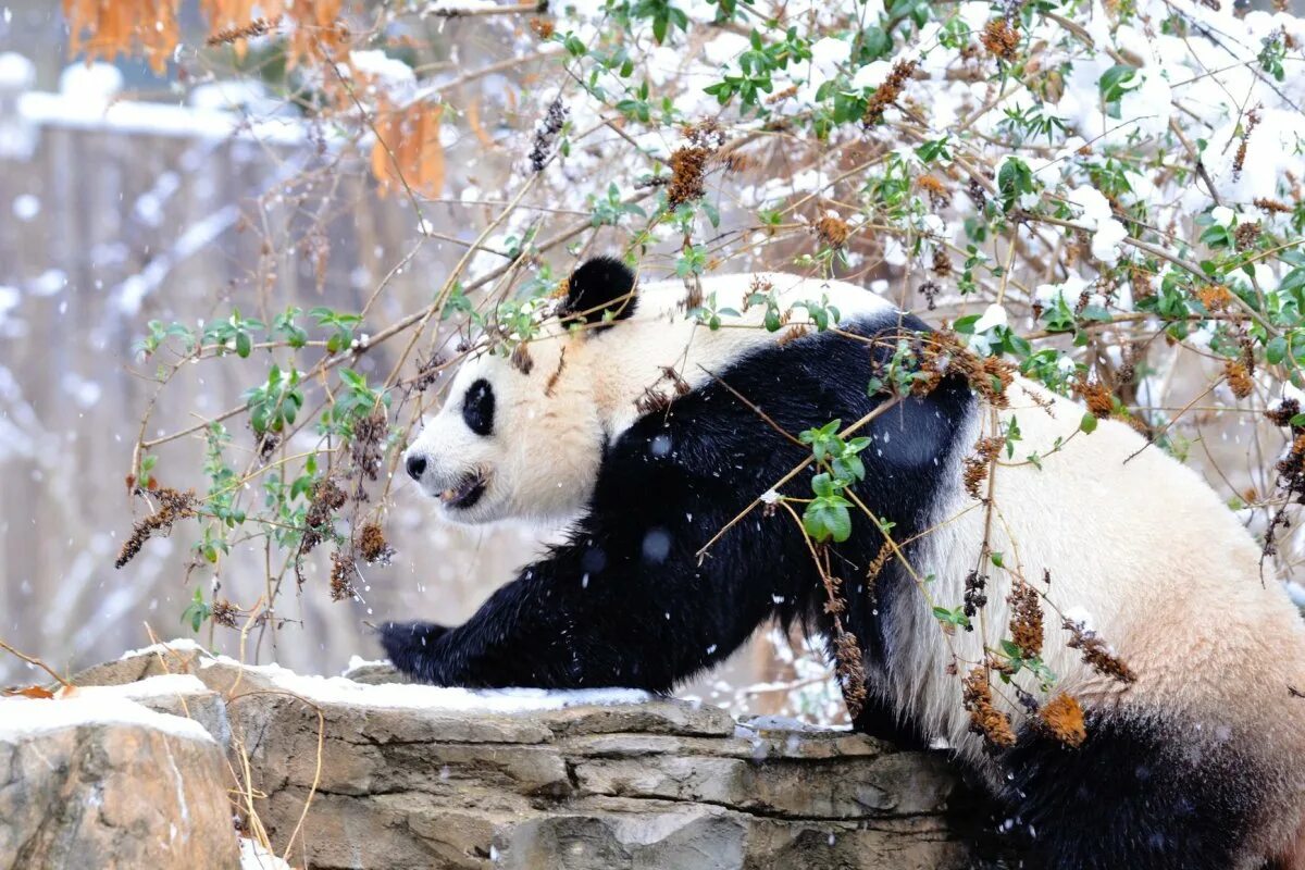 Pandas windows