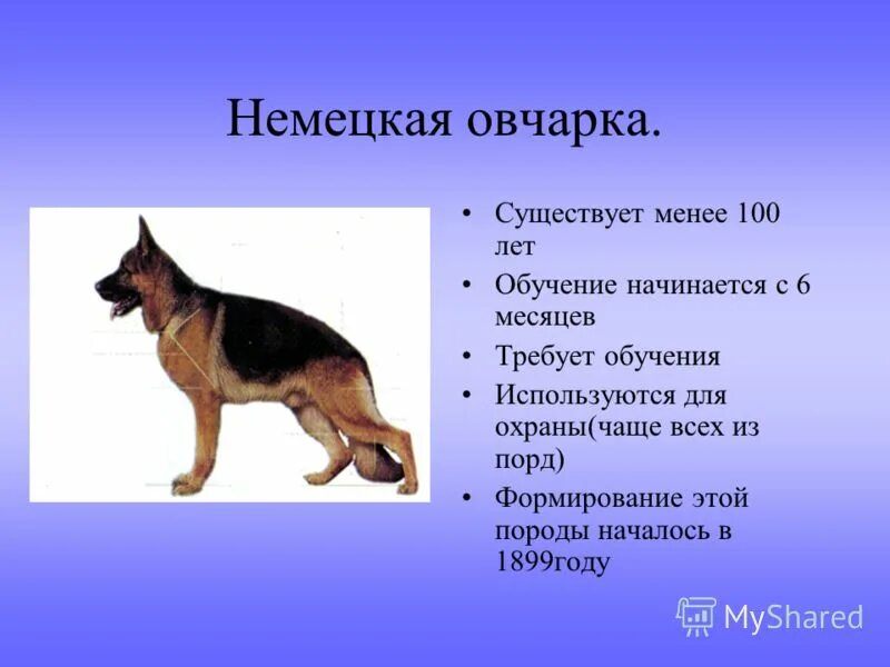 Сообщение о любой породе собак. Факты о немецких овчарках. коротко отнемецкой овчарке. рассказ про немецкую овчарку. интересные факты про собак немецкая овчарка.