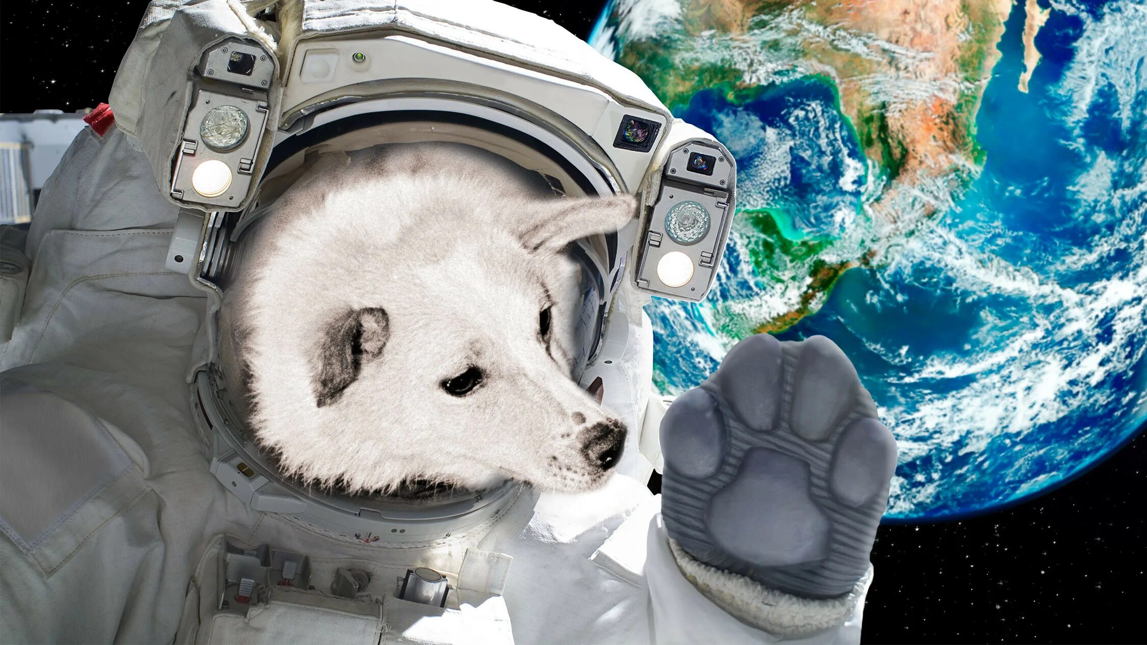 Животные в космосе картинки