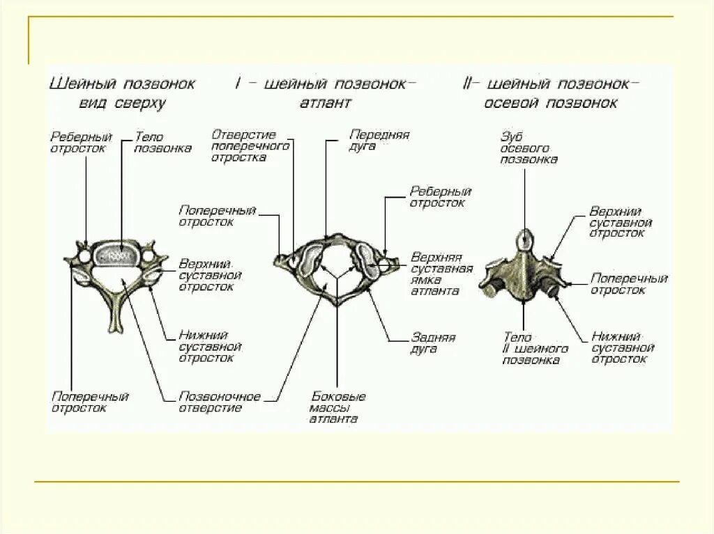 Шейные позвонки. Строение шейных позвонков. Строение шейного позвонка человека. Шейные позвонки анатомия. Характерные признаки шейного позвонка