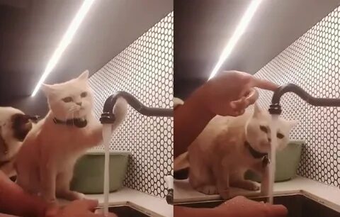 Коты последняя битва