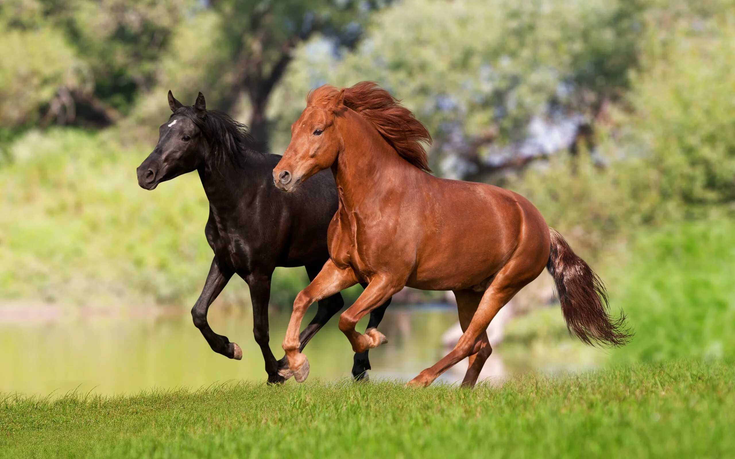 Гнедой Мустанг. Лошадь бежит. Красивый конь. Две лошади. Two horse