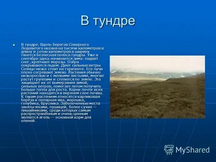 Почему полоса тундры на русской равнине узкая
