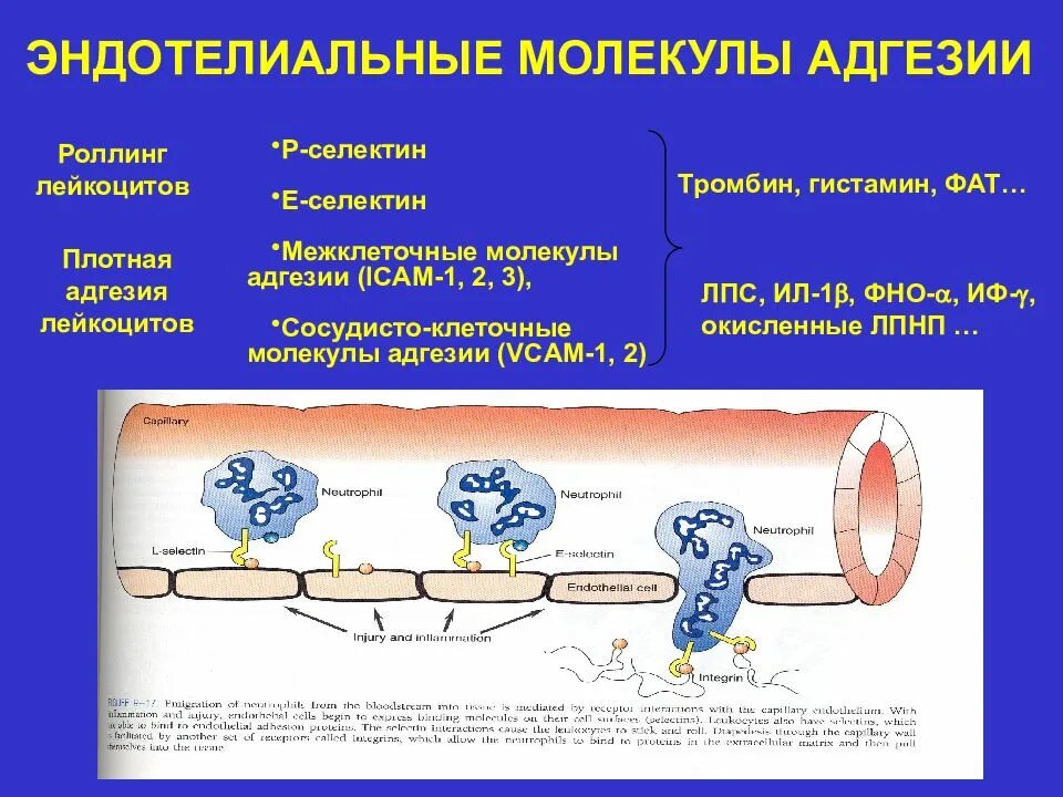Обязательная потеря молекул клеточной адгезии происходит в. Молекулы межклеточной адгезии icam. молекулы межклеточной адгезии иммунология. молекулы клеточной адгезии. лейкоцитарные молекулы адгезии.