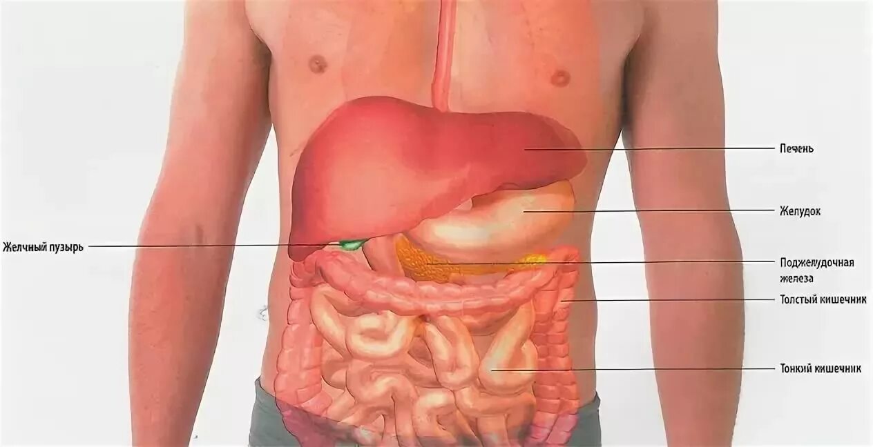 Колит желчный пузырь. Анатомия поджелудочная железа расположение. Строение человека внутренние органы поджелудочная железа. Печень селезенка поджелудочная анатомия. Расположение печени и поджелудочной железы.