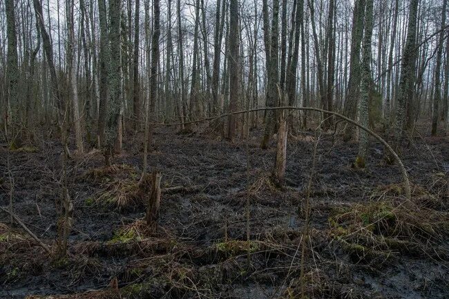 болото ивана сусанина кострома. сусанинское болото костромской области. болото ивана сусанина кострома. исуповское болото костромская область. исуповское болото костромская область.