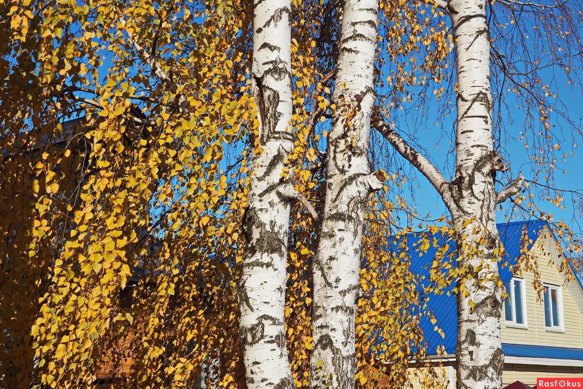 Дом есенина в константиново. Летний вечер в деревне. Деревенский домик вечером. Береза летом. Красивый деревенский дом.