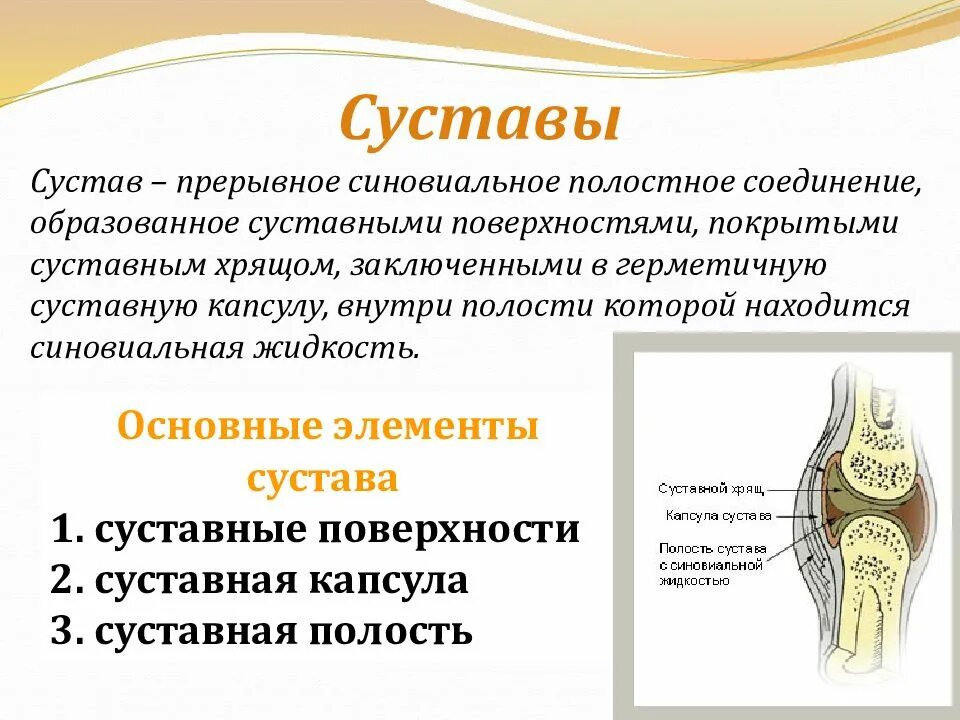 Функции строение и виды суставов. Классификация суставов (по числу, по форме суставных поверхностей).. строение и функции суставов. строение и функции суставной поверхности. анатомия артросиндесмология сустав.
