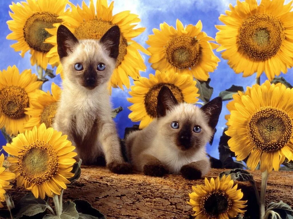 Милый котик в подсолнухе. Подсолнухи и животные. Кошки фото слайд шоу. Черный кот и тыква. Котенок в цветах.