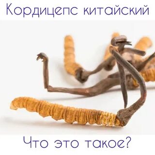 Кордицепс фото и описание