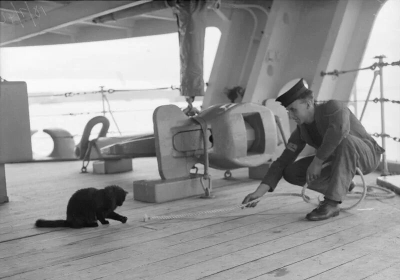 Корабельный кот. Непотопляемый Сэм Корабельный кот. Кот моряк. Кошка на корабле. Черная кошка на корабле.