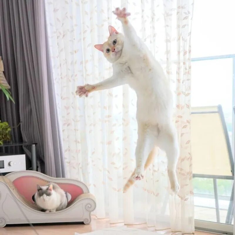 Коты 10 часов. Танцующий кот Чако. Коты танцуют. Кот танцует. Бешеный кот танцует.