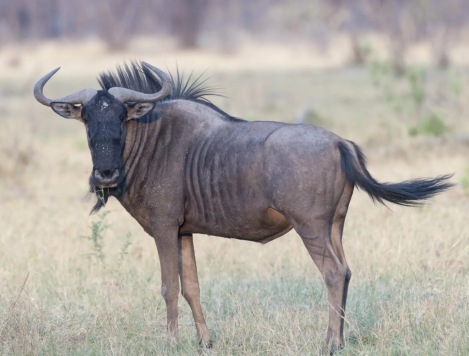 Голубой гну. Антилопа гну. Африканская антилопа гну. Голубая антилопа гну. Антилопа гну черный Белохвостый.