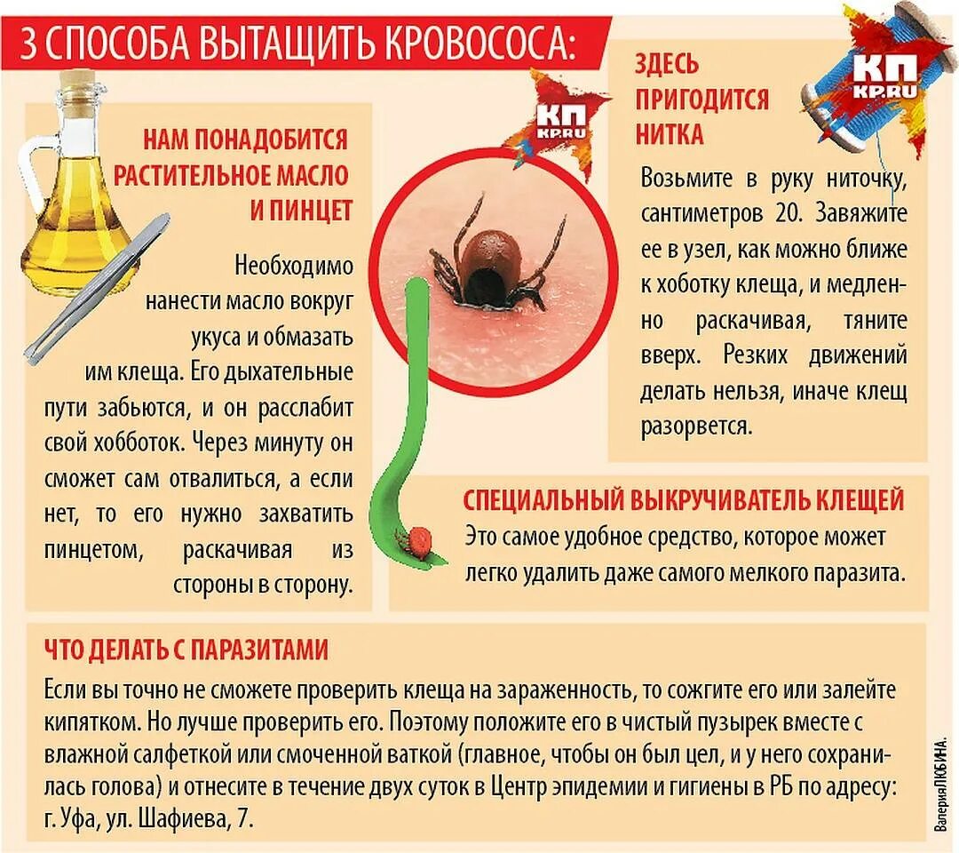 Действия после клеща