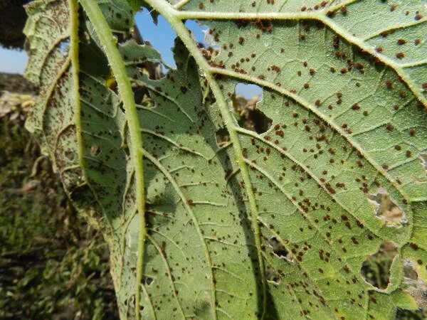 ржавчина подсолнечника. септориоз листьев. ржавчина подсолнечника. альтернариоз (темно-бурая пятнистость) подсолнечника. белая пятнистость тополя (септориоз).