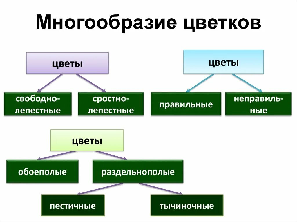 Открытое многообразие. Строение и разнообразие цветов. Разнообразие цветковых растений. Строение и разнообразие цветков схема. Разнообразие цветков у растений.