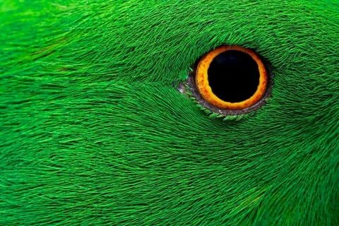 Birdeye
