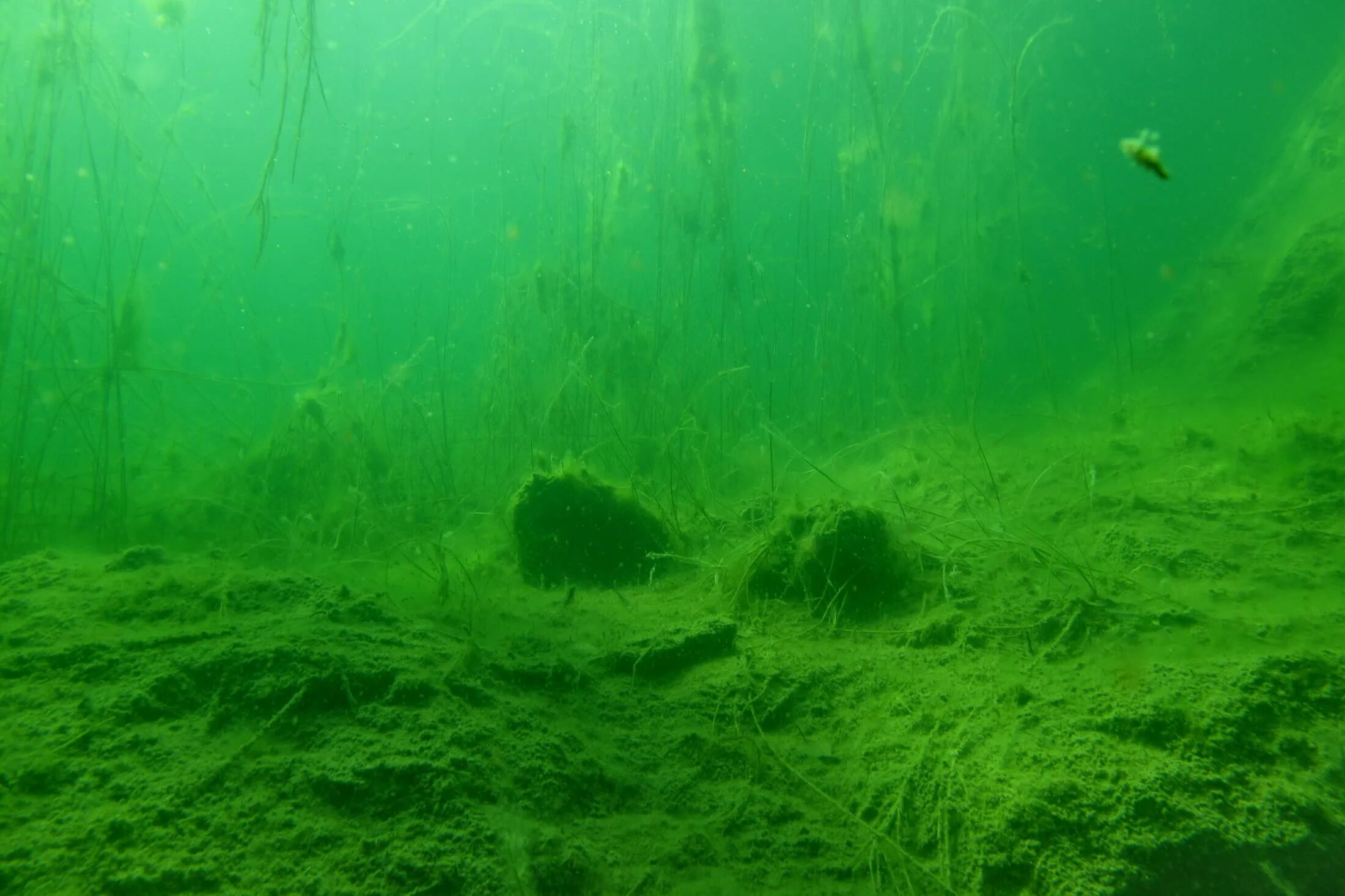 Растущая на дне озера. Спирогира на дне озера Байкал. Спирогира водоросль. Водоросли озера Байкал. Дно озера.