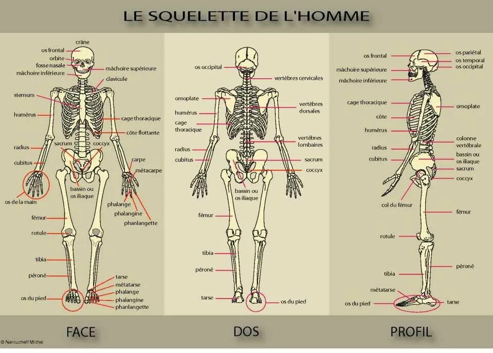 Corps est. Размеры скелета человека. Скелет человека с названием костей и суставов. Скелет человека анатомия на русском. Cage thoracique.