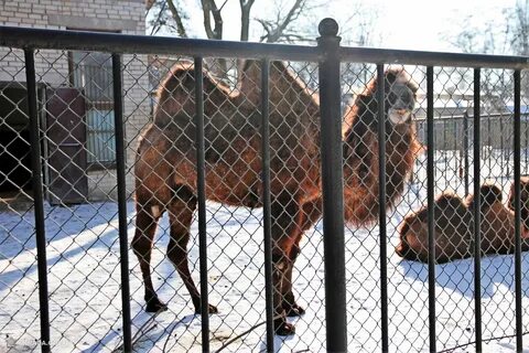Вольер для царя зверей 8