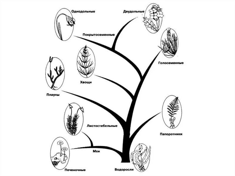 Эволюционное Древо растений схема. Схема происхождения высших растений 5. Родословное Древо царства растений.