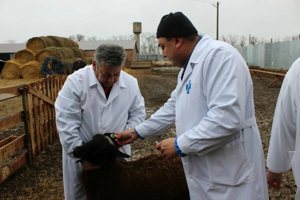 Ветеринарная тучково