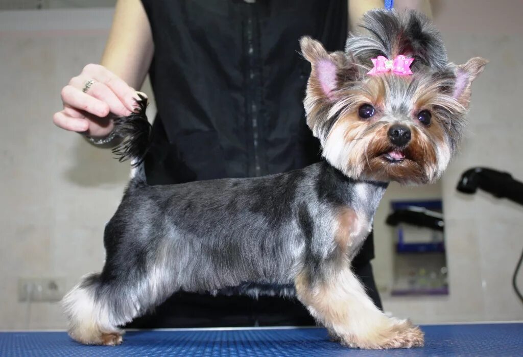 Со скольки месяцев стригут йорков. Стрижка для ершистый терьер. Йоркширский терьер 4 месяца стрижка. Мини йорк подстриженный сзади. Гигиеническая стрижка йорка щенка 4 месяца.