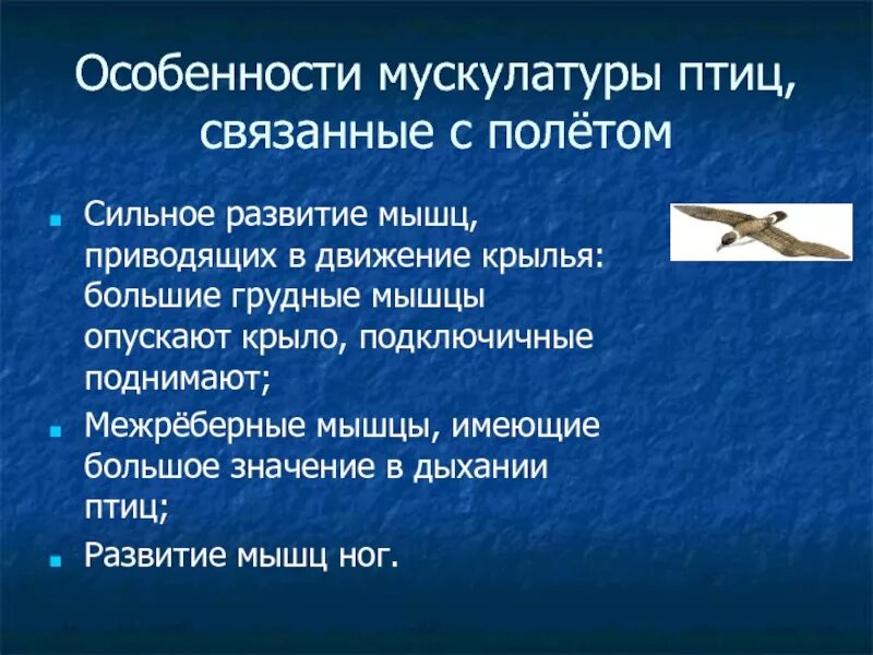 Особенности птиц при полете