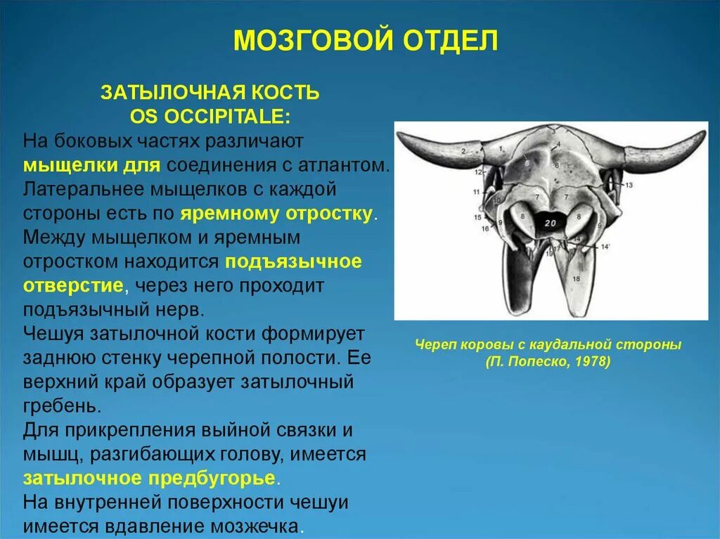 Мыщелки черепа. Мыщелки затылочной кости. Мыщелки затылочной кости находятся. Мыщелки черепа КРС. Мыщелки для соединения с Атлантом имеет кость.