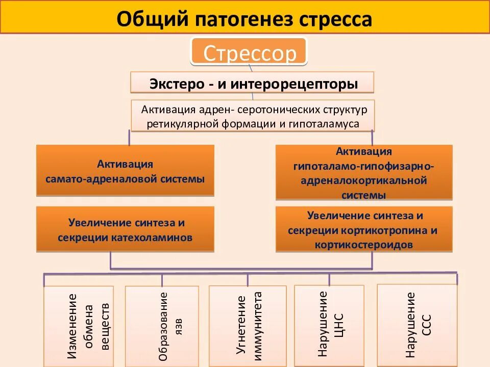 Патогенез стрессовой реакции схема. Патогенез развития стресса. Патогенез стресса патофизиология. Механизм развития стресс реакции. Механизмы развития стресса